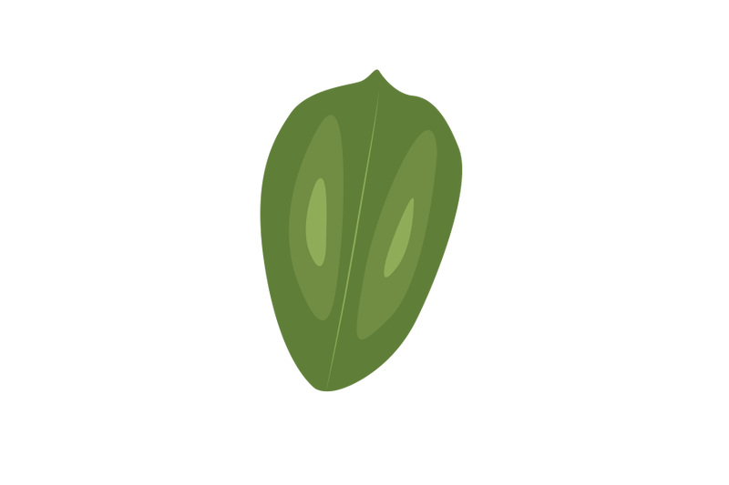 yulan-magnolia-leaf