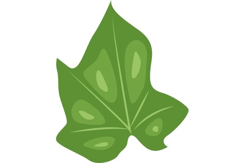 jatropha-curcas-leaf