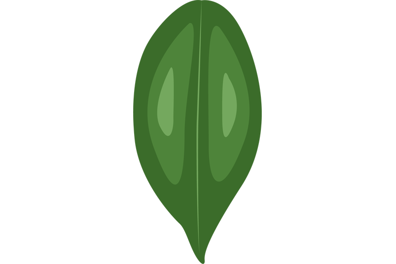 manchineel-leaf