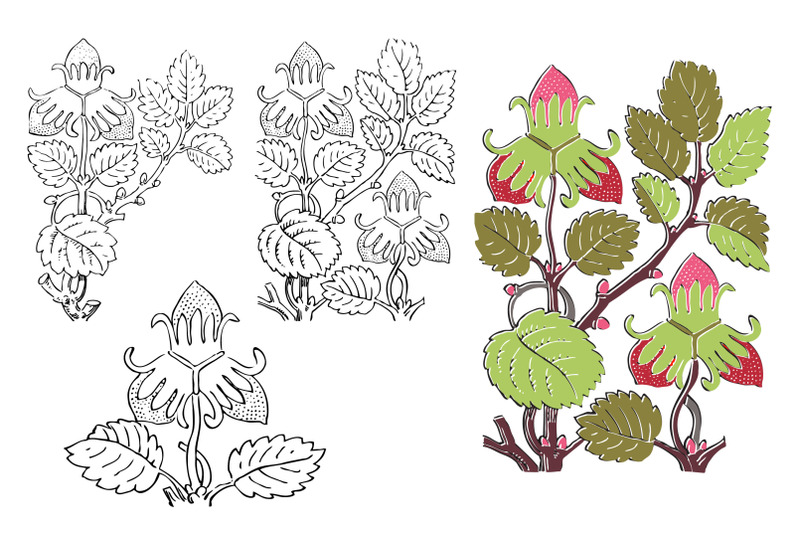 botanical-hand-drawn-strawberry-bush-isolated-hand-drawn