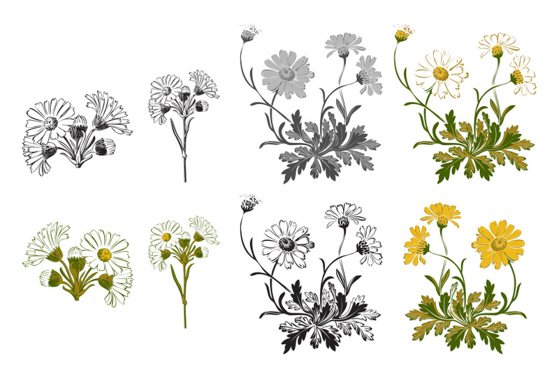 botanical-hand-drawn-bouquet-of-flowers-chamomile-isolated-on-white