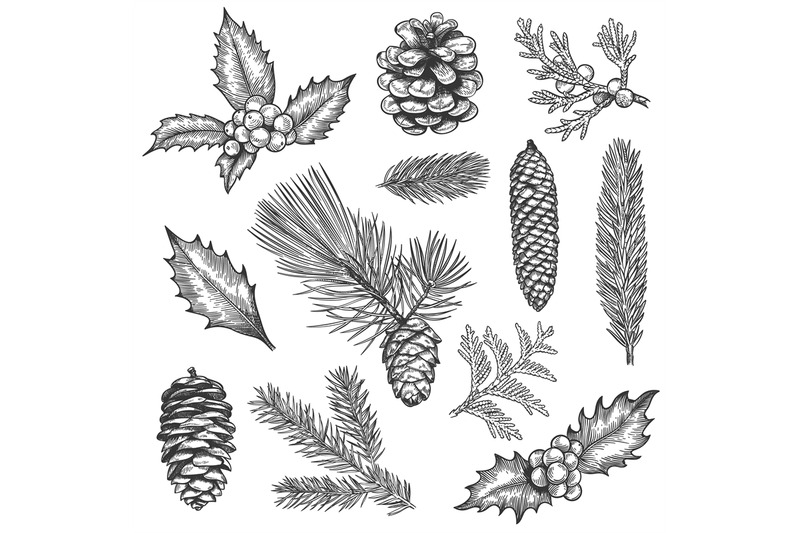 sketch-xmas-branch-christmas-plants-fir-branches-pine-cones-and-holl