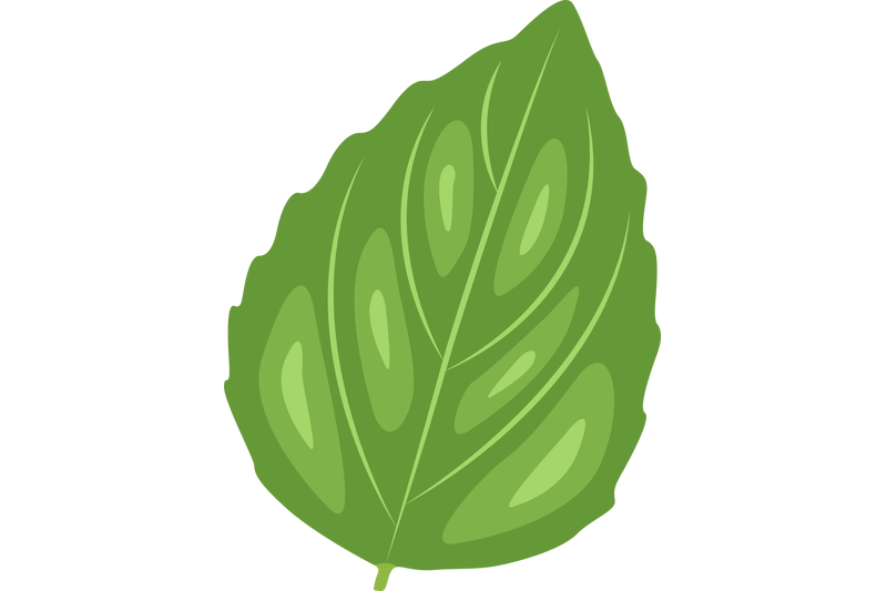 ocimum-basilicum-leaf