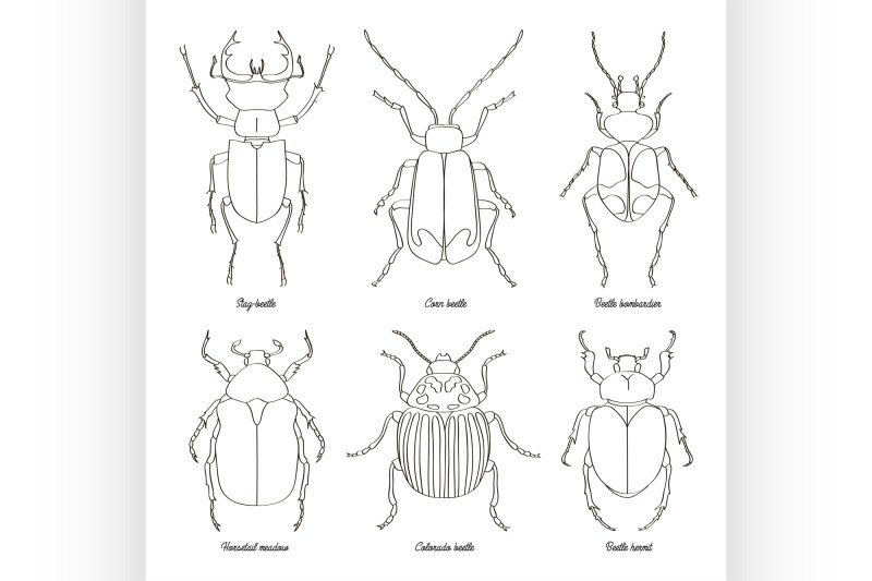 set-of-beetle-illustrations