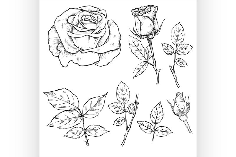 hand-drawn-elegant-rose-flowers