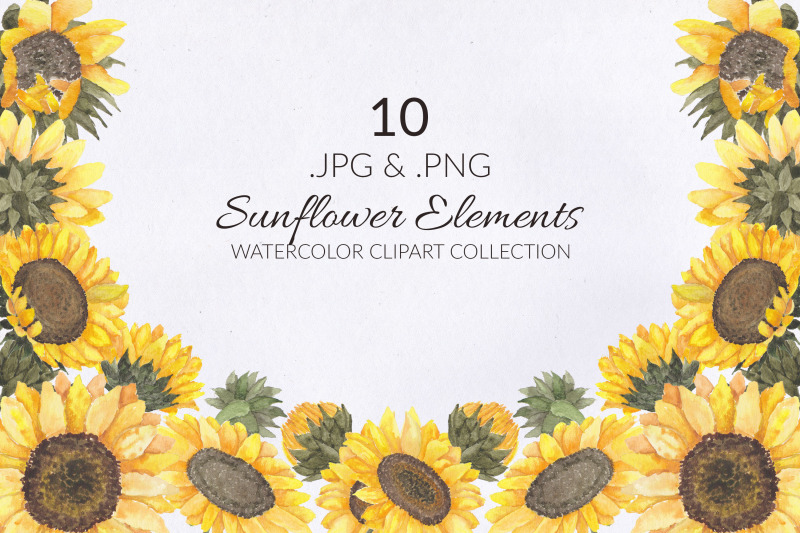 10-sunflower-watercolor-illustration-set