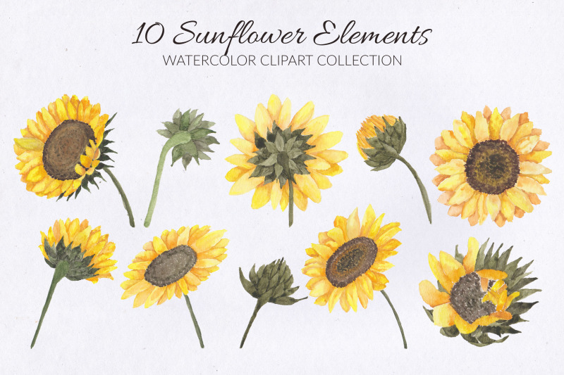 10-sunflower-watercolor-illustration-set