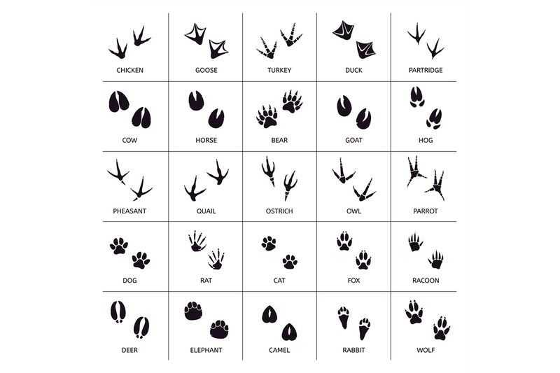 animals-foot-marks-animal-footprint-animals-paw-silhouettes-bear-c