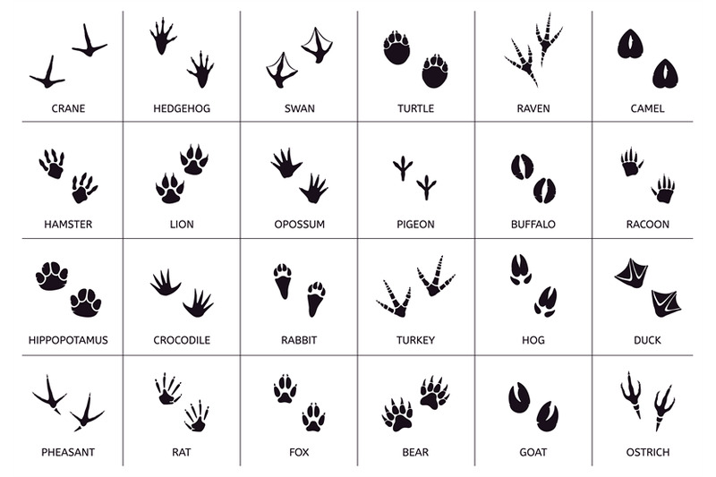 animals-footprint-animal-birds-and-reptile-foot-marks-wild-animals