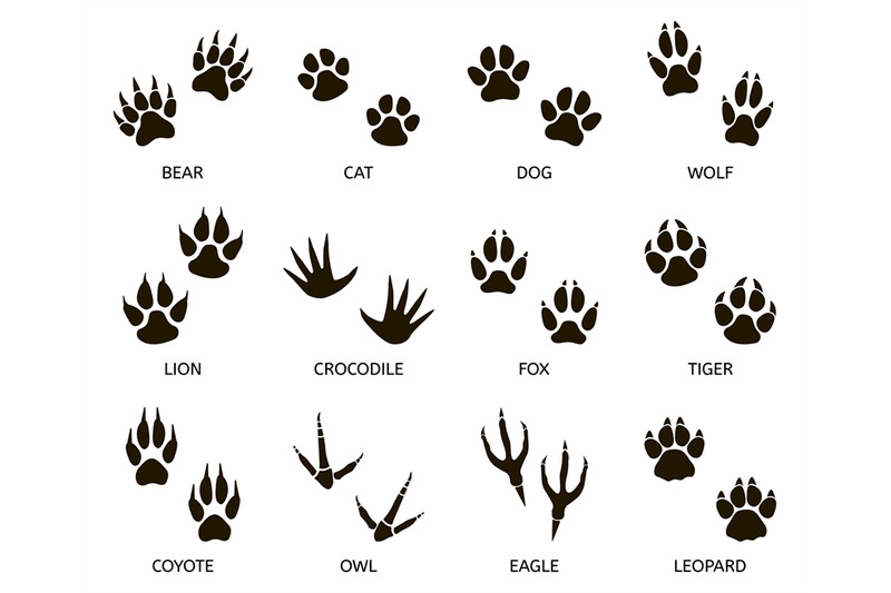 predator-footprint-wild-animals-paw-prints-cat-bear-tiger-fox-and