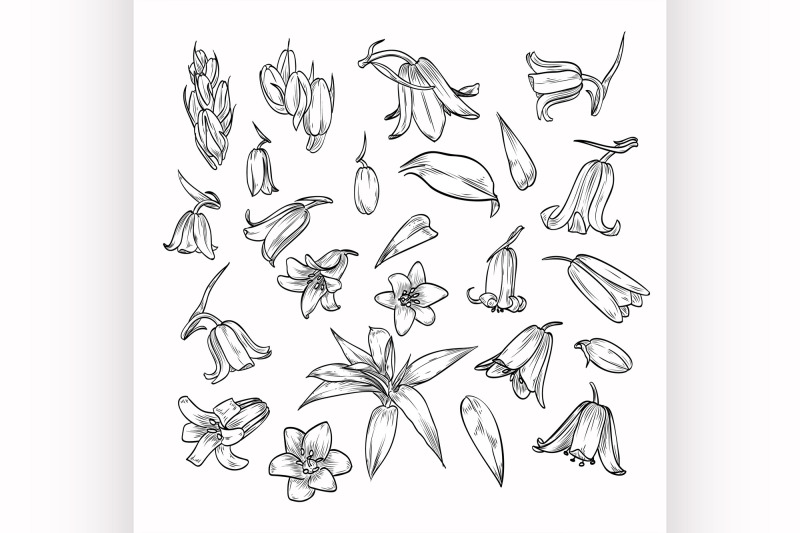 vector-hand-drawn-elegant-bluebells