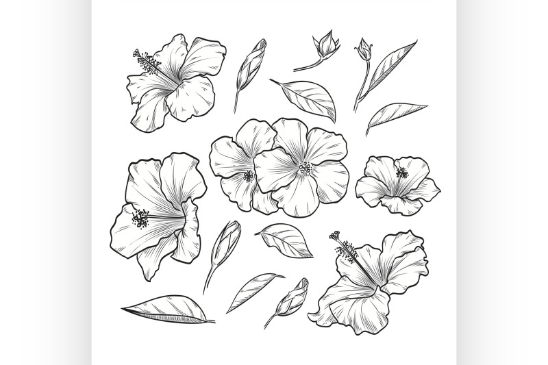 vector-hand-drawn-elegant-hibiscus