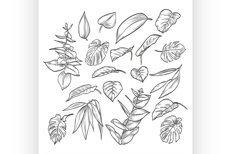 vector-hand-drawn-elegant-leaves