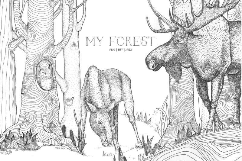 my-forest