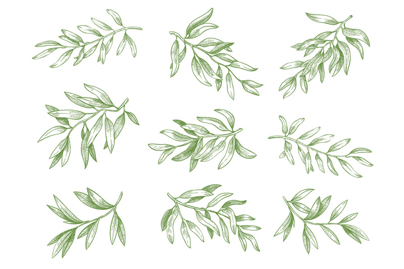 olive-branches-green-greek-olives-tree-branch-with-leaves-decorative