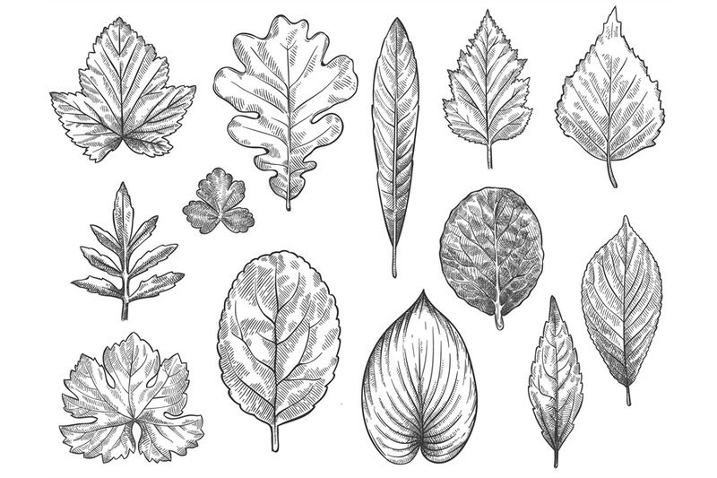 sketch-autumn-leaves-hand-drawn-fall-foliage-forest-leaf-botanical-e