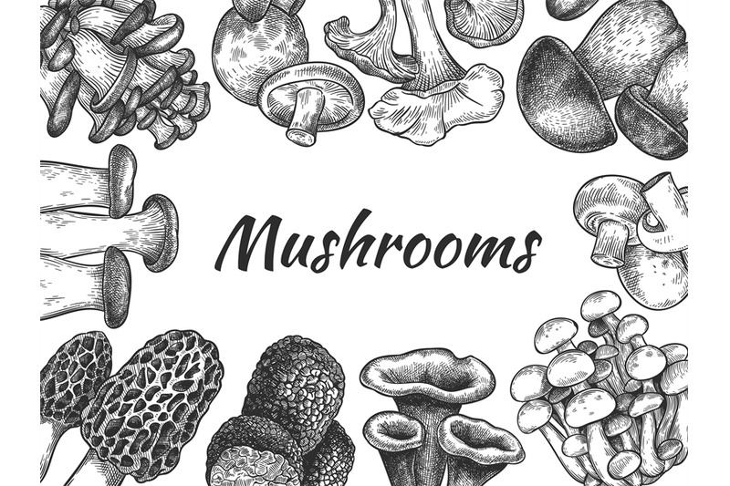 mushrooms-hand-drawn-different-mushrooms-organic-vegetarian-product-f