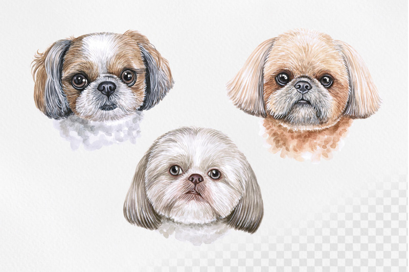 shih-tzu-watercolor-dog-illustrations-cute-6-dog