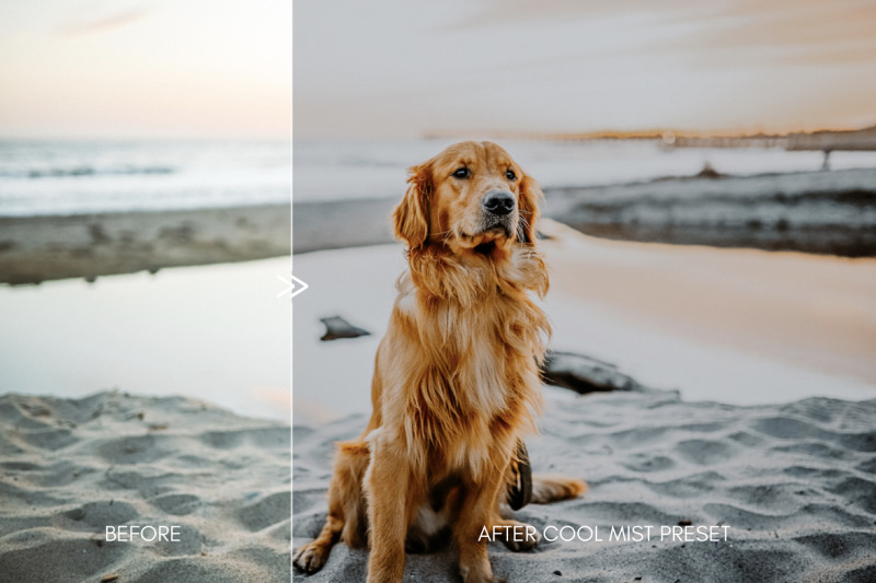 moody-pet-photography-kit-the-great-outdoors-lightroom-desktop-mobil