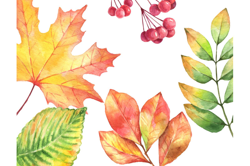 watercolor-autumn-leaves-clipart-png-maple-oak-leaves