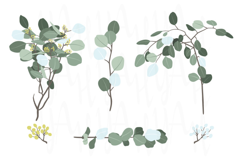 eucalyptus-foliage-branch-collection