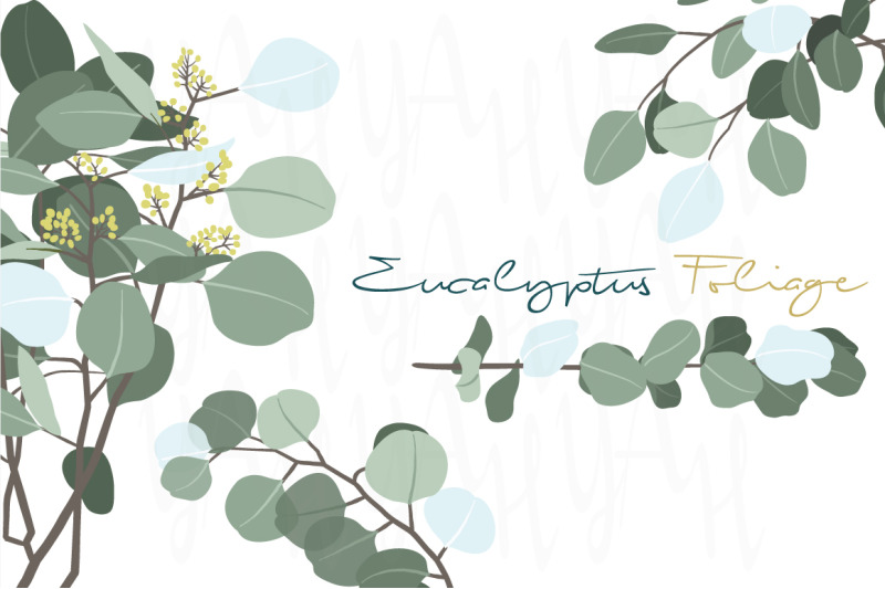 eucalyptus-foliage-branch-collection