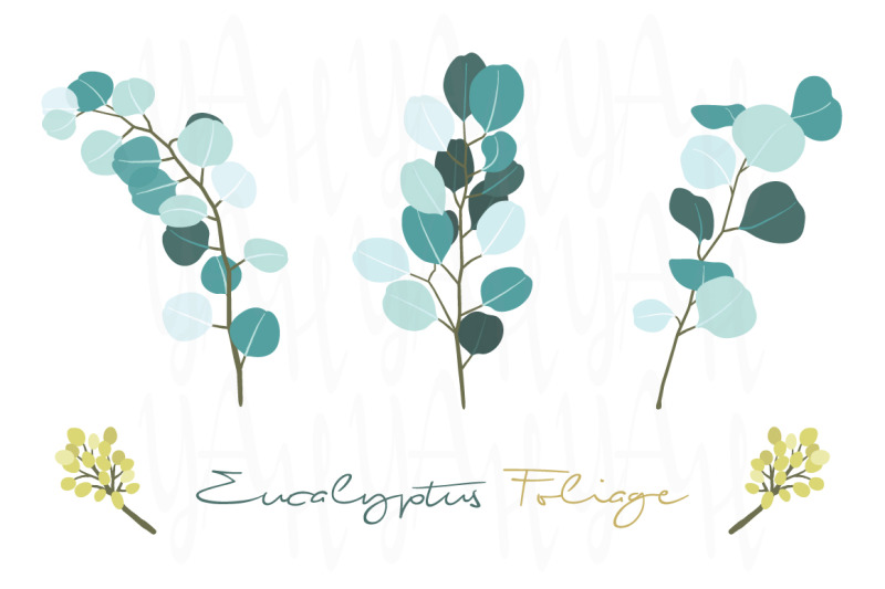 eucalyptus-foliage-collection-set