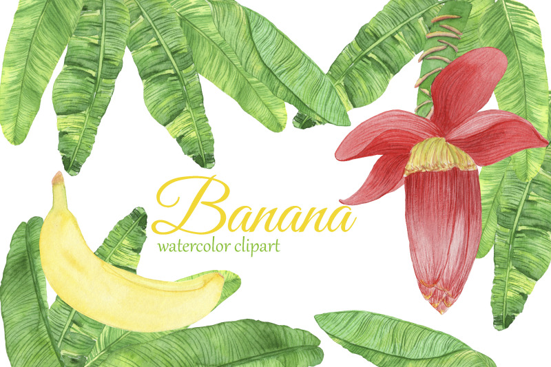 watercolor-banana-clipart-banana-flower-png