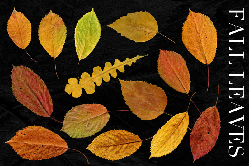 27-isolated-fall-leaves