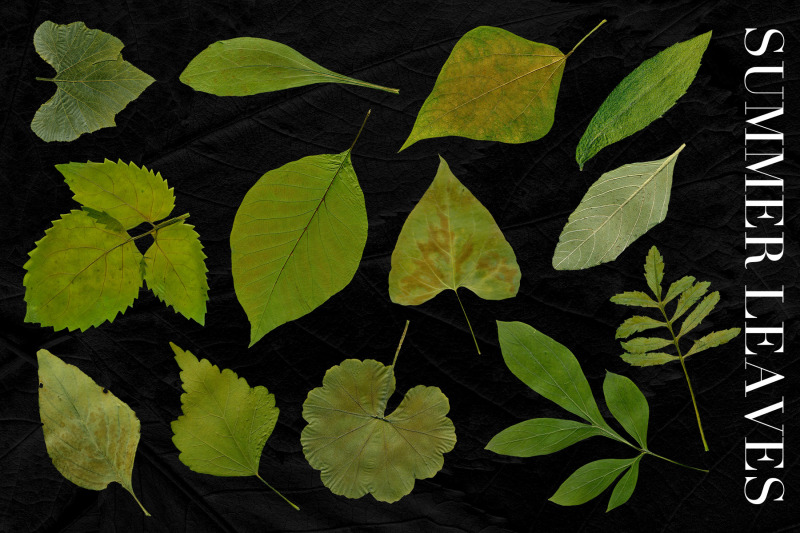 25-isolated-summer-leaves