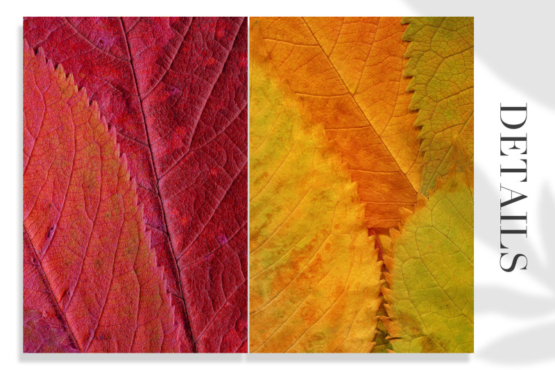 20-colorful-leaves-backgrounds