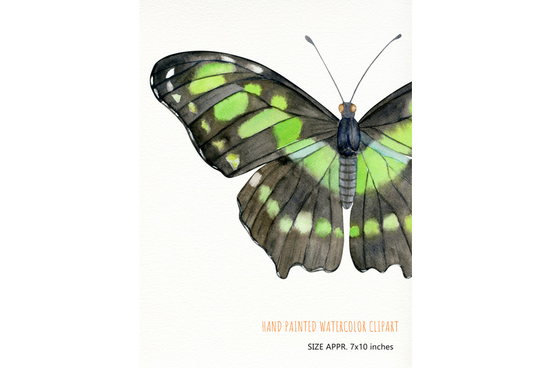 watercolor-hand-drawn-tropical-butterflies-individual-clipart-png