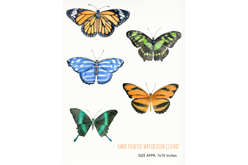 watercolor-hand-drawn-tropical-butterflies-individual-clipart-png
