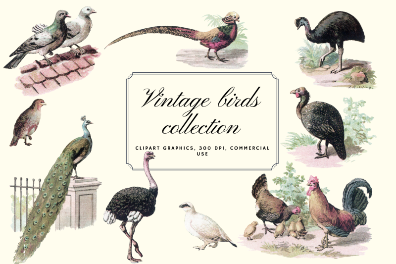 vintage-antique-bird-clip-art-graphics-retro-pigeons-birds