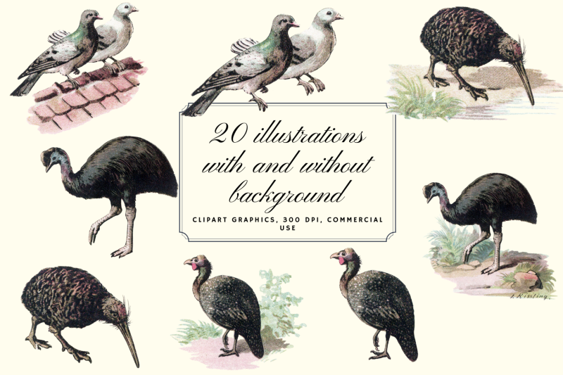 vintage-antique-bird-clip-art-graphics-retro-pigeons-birds