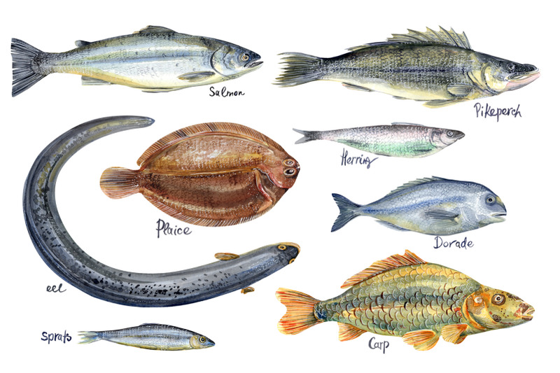 watercolor-fishes