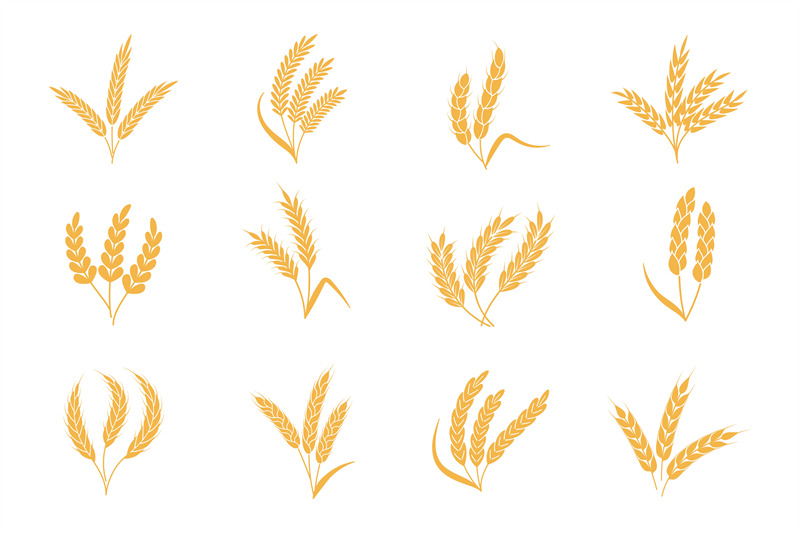wheat-and-rye-ears-harvest-stalk-grain-spike-icon-elements-for-organ
