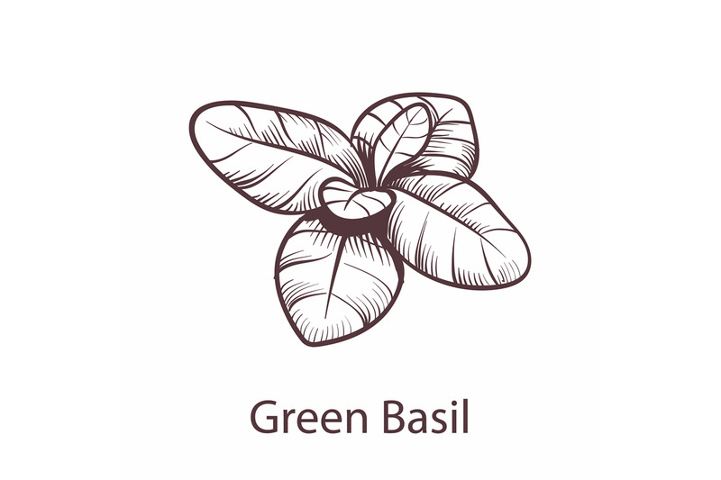 basil-icon-botanical-hand-drawn-sketch-for-labels-and-packages-restau