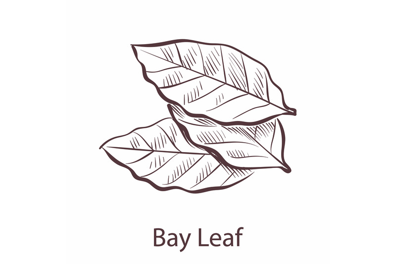 bay-leaf-engraved-style-illustration-of-seasoning-laurel-botanical-s