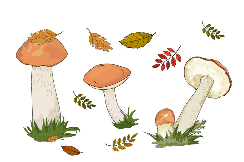 forest-mushrooms-and-autumn-leaves