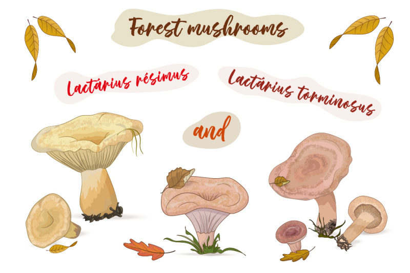 forest-mushrooms-and-autumn-leaves