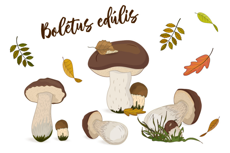 forest-mushrooms-and-autumn-leaves