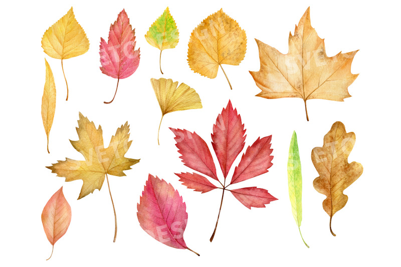watercolor-colorful-autumn-leaves-clipart-hand-drawn-fall-leaves