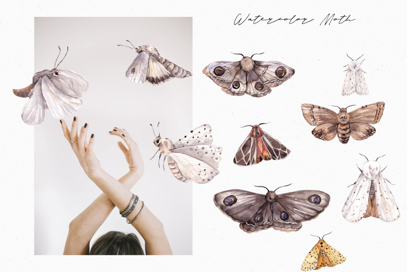 moth-watercolor-and-graphic-collection