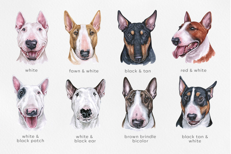bull-terrier-watercolor-dogs-illustrations-set-cute-8-dogs