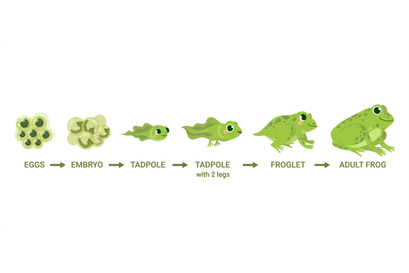 frog-life-cycle-egg-masses-tadpole-froglet-frog-metamorphosis-wil