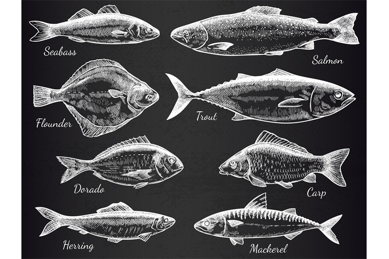 hand-drawn-fish-sketch-various-fish-salmon-and-carp-mackerel-tuna