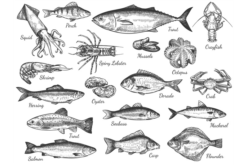 sketch-seafood-hand-drawn-fresh-sea-fishes-oyster-mussels-and-lobst