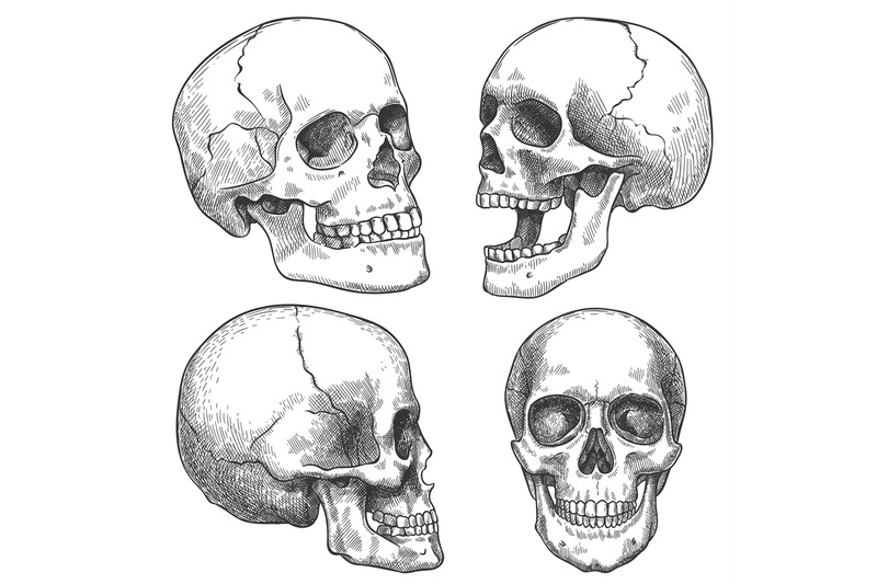 sketch-skull-hand-drawn-anatomical-skulls-in-different-projection-mo