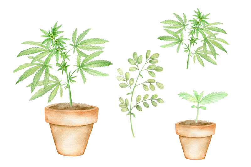 cannabis-leaves-and-products-watercolor-clipart-set